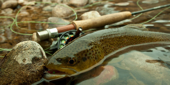 Kens Anglers Fly Fishing Littleton Colorado Trout Fishing