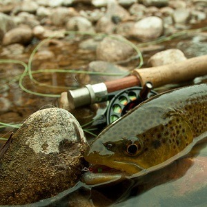 Fly Fishing For Trout