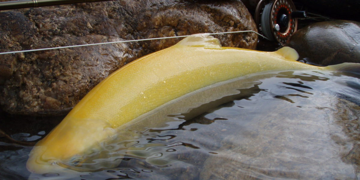 Ken's Anglers Fly Fishing Littleton Colorado Trout Fishing