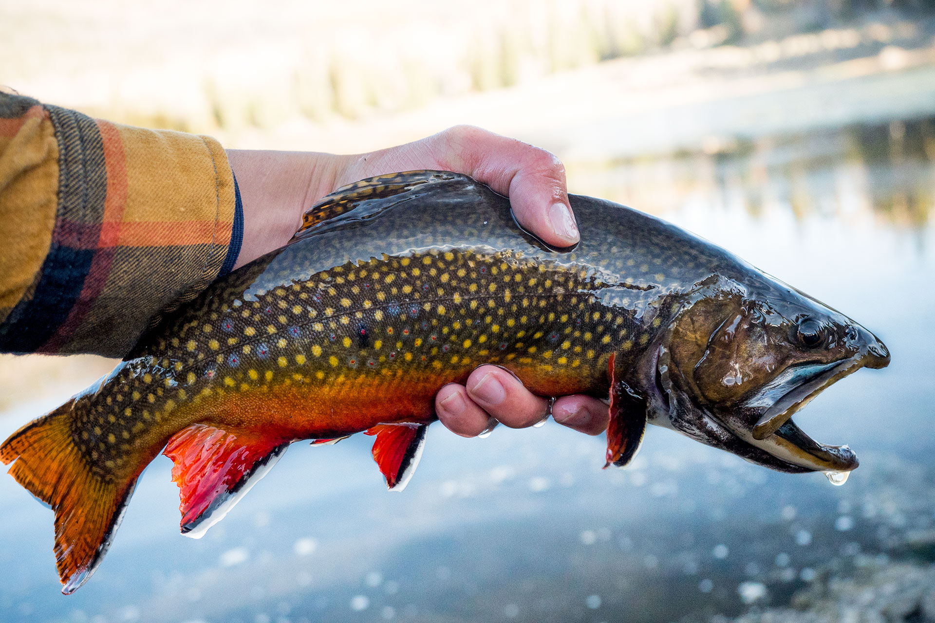 fishing planet rainbow trout colorado