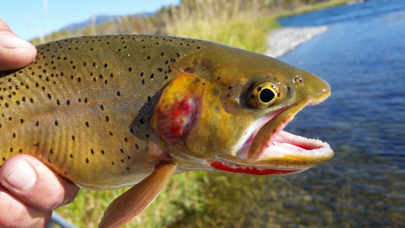 colorado-trout-species-gold-medal-colorado-trout-ken-s-anglers