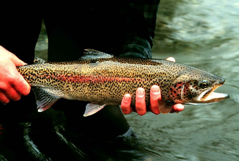 fishing planet rainbow trout colorado