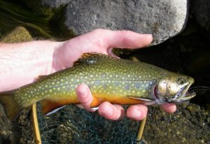 Best Fly Fishing Experience